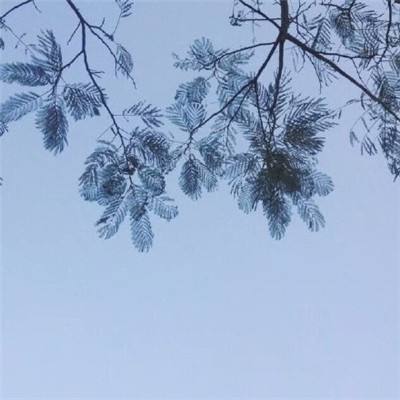 蓝龙岛手机版下载
